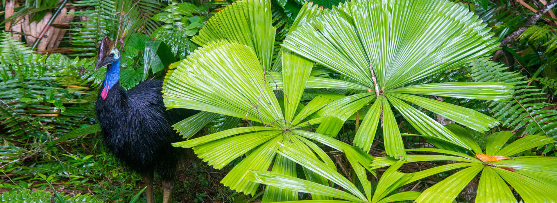 cassowary fan palm snp 25467 hero