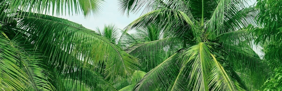 Vibrant green palm trees in a tropical Bengaluru setting, capturing lush foliage.
